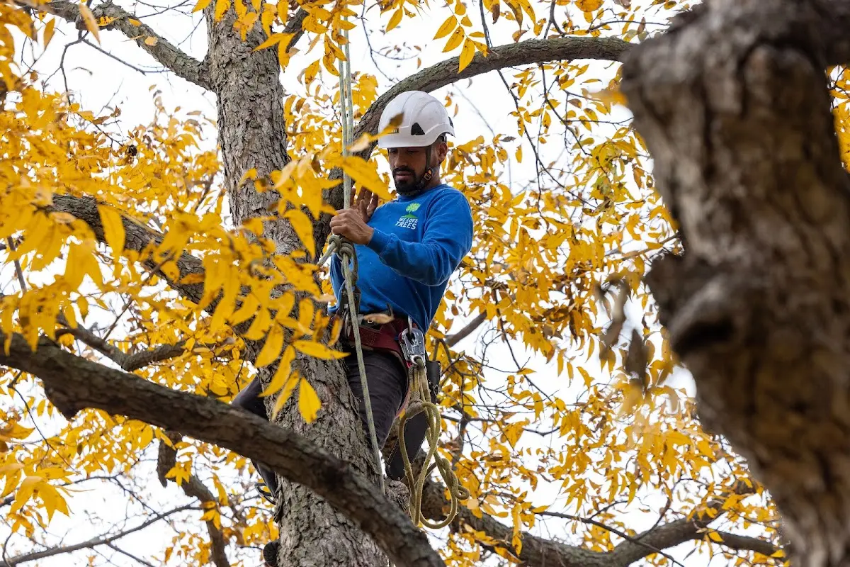 Skilled Emergency Tree Service crew working in Berlin